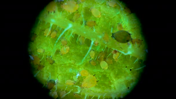 顕微鏡の下でアブラムシ キュウリの葉の上にアブラムシの超科 Aphidoide Hemiptera 多くは植物の危険な害虫です — ストック動画