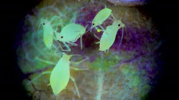 Bladluis Onder Een Microscoop Bladluis Superfamilie Aphidoidea Hemiptera Een Komkommerblad — Stockvideo