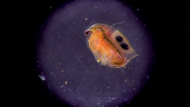 Daphnia Magna Cladocera Small Planktonic Crustacean Microscope Close — Stock Video