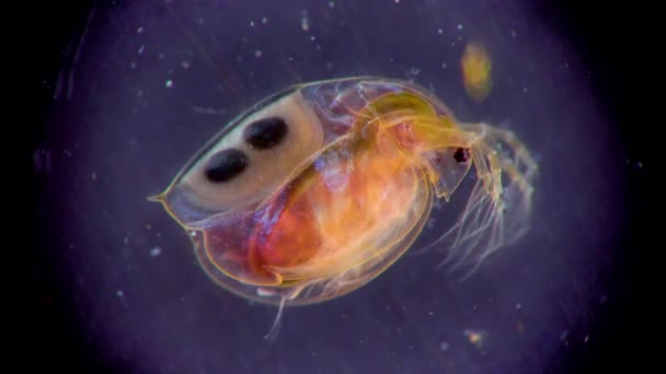 大型水蚤 Cladocera 显微镜下的小型浮游甲壳类动物 — 图库视频影像