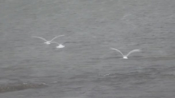 Gabbiani Pescano Natura Durante Forti Piogge — Video Stock