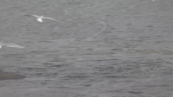 大雨天海鸥在野外钓鱼 — 图库视频影像