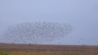 Kara sığırcık kuşu sürüsü (Sturnus vulgaris) gökyüzünde uçar ve gökyüzünde çeşitli figürler toplar.