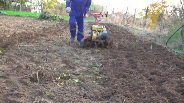 Ukraine Bolgrad 2021年10月19日 一辆汽油微型拖拉机上的农民在田里挖地 — 图库视频影像
