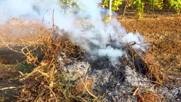 Luftverschmutzung Brennendes Gras Und Laub Auf Dem Feld — Stockvideo