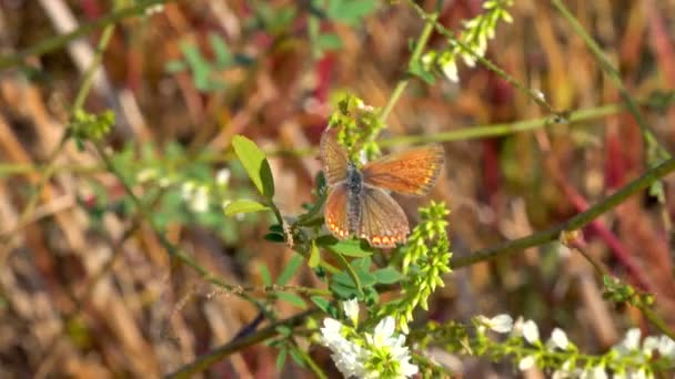 Papillon Myrtille Reposant Sur Des Plantes Sauvages Ukraine — Video