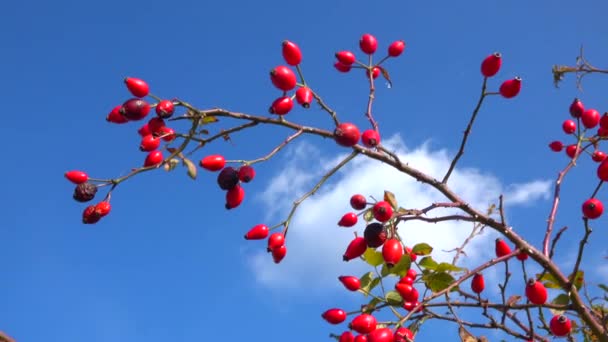 Red Rose Hips Autumn Blue Sky — Stock Video