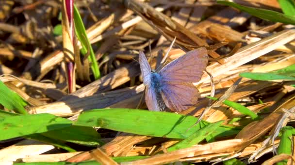 Papillon Myrtille Reposant Sur Des Plantes Sauvages Ukraine — Video