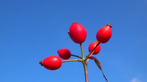 Rode Roos Heupen Herfst Tegen Een Blauwe Lucht — Stockvideo