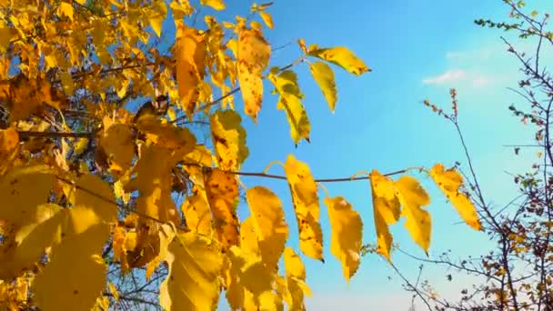 Feuilles Jaunes Mûrier Automne Sur Fond Bleu Ciel — Video