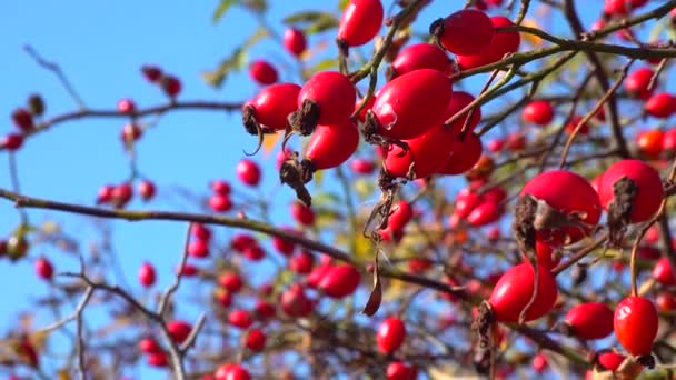 Red Rose Hips Autumn Blue Sky — Stock Video