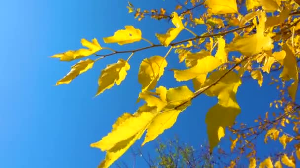 Желтые Листья Тутового Дерева Осенью Голубом Фоне Неба — стоковое видео