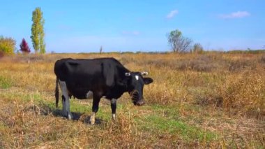 Evcil bir hayvan, boynunda çan olan bir inek otları otlatıyor.