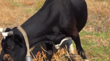Evcil bir hayvan, boynunda çan olan bir inek otları otlatıyor.