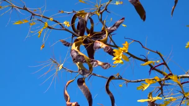 カラブ セラトニア シリカ 青い空に対して秋に種を持つ木の果実 — ストック動画