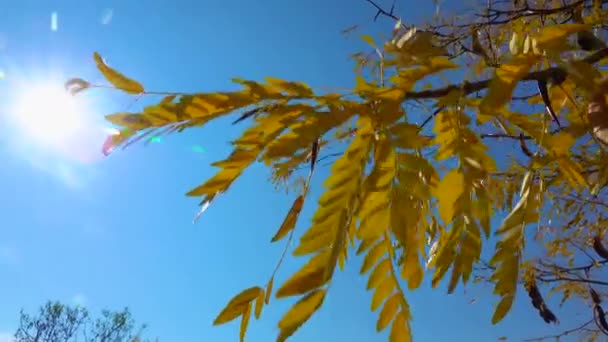 Algarrobo Ceratonia Siliqua Hojas Amarillas Árbol Otoño Sobre Fondo Azul — Vídeo de stock