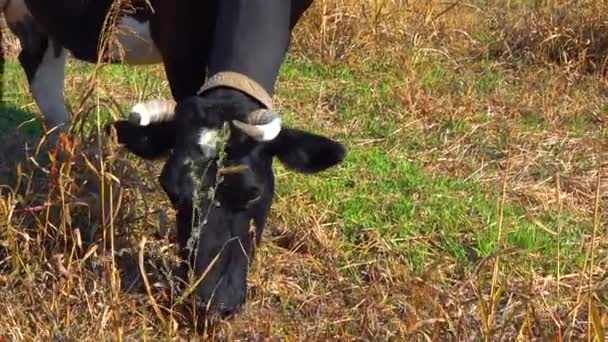 Zwierzęta Domowe Krowa Dzwonkiem Szyi Wypasa Trawę Polu — Wideo stockowe