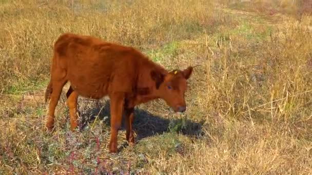 Evcil Hayvan Inek Buzağı Çayırda Otluyor — Stok video