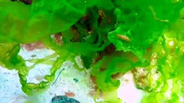 Karadeniz yosunları. Karadeniz 'deki kayalar üzerinde kırmızı ve yeşil algler (Porphira leucosticta, Enteromorpha, Ulva, Seramium, Polisiphonia, Cladophora)