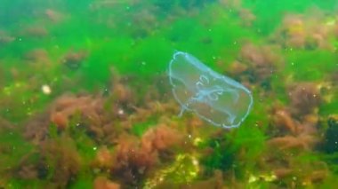 Ay denizanası, ay denizanası (Aurelia aurita) (yaygın denizanası, fincan tabağı denizanası), su kolunda yüzen bir denizanası, Karadeniz