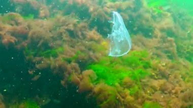 Ay denizanası, ay denizanası (Aurelia aurita) (yaygın denizanası, fincan tabağı denizanası), su kolunda yüzen bir denizanası, Karadeniz