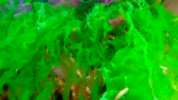 海草中的戈比 黑海岩石上的红藻和绿藻 Porphira Leucosticta Enteromorpha Ulva Ceramium Polisiphonia Cladophora — 图库视频影像