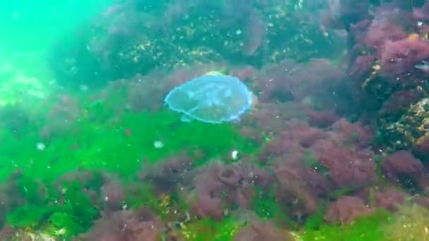 Mondgelee Mondqualle Aurelia Aurita Eine Qualle Die Der Wassersäule Schwimmt — Stockvideo