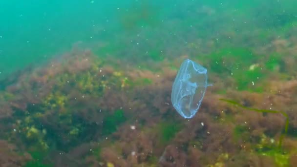 Mondgelee Mondqualle Aurelia Aurita Eine Qualle Die Der Wassersäule Schwimmt — Stockvideo