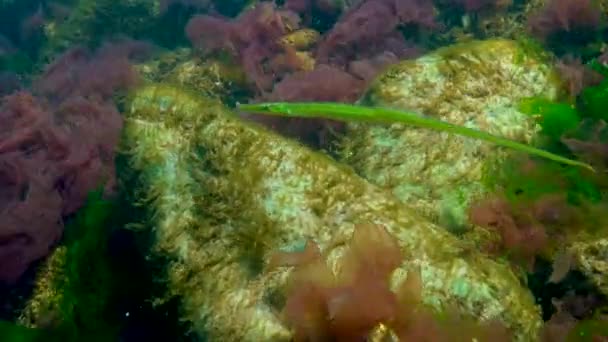 Black Sea Broad Nosed Pipefish Syngnathus Typhle Swims Sea Red — Stock Video