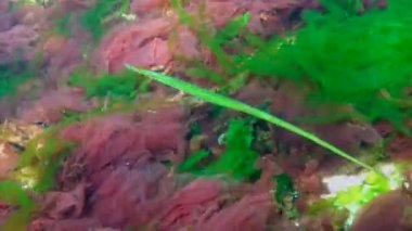 Karadeniz, Geniş burunlu boru balığı (Syngnathus typhle) deniz kırmızı ve yeşil algler arasında yüzer.