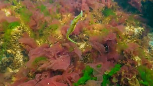 Marea Neagră Peștii Nas Larg Syngnathus Typhle Înoată Printre Algele — Videoclip de stoc