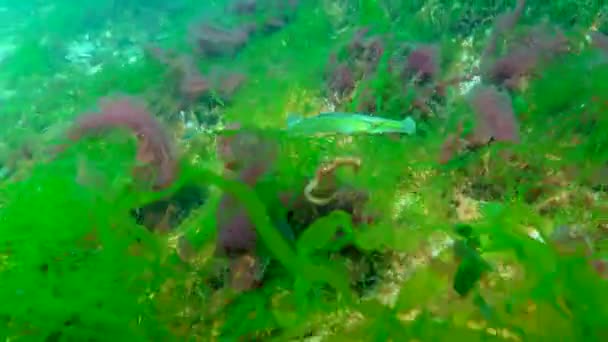 Mar Negro Tupefish Nariz Largo Syngnathus Typhle Nada Entre Algas — Vídeo de Stock