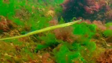 Karadeniz, Geniş burunlu boru balığı (Syngnathus typhle) deniz kırmızı ve yeşil algler arasında yüzer.