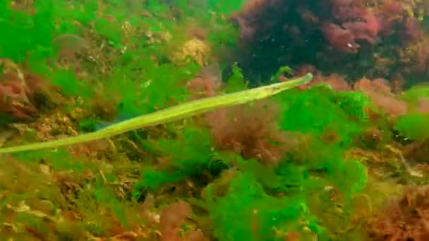 Black Sea Broad Nosed Pipefish Syngnathus Typhle Swims Sea Red — Stock Video