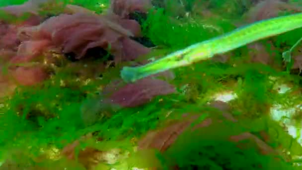 Черное Море Широконосые Пипефилы Syngnathus Typhle Плавают Среди Морских Красных — стоковое видео
