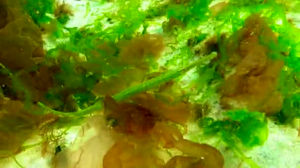 紅藻と緑藻の間の広鼻のナマズ Syngnathus Tiple — ストック動画