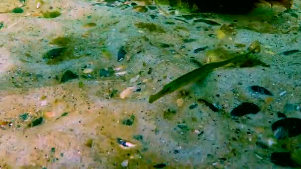 Mar Negro Tupefish Nariz Largo Syngnathus Typhle Nada Entre Algas — Vídeo de Stock