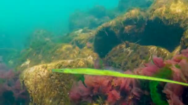 Fekete Tenger Széles Orrú Pippefish Syngnathus Typhle Úszik Között Tengeri — Stock videók