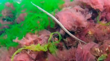 Karadeniz, Geniş burunlu boru balığı (Syngnathus typhle) deniz kırmızı ve yeşil algler arasında yüzer.