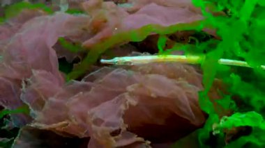 Karadeniz, Geniş burunlu boru balığı (Syngnathus typhle) deniz kırmızı ve yeşil algler arasında yüzer.