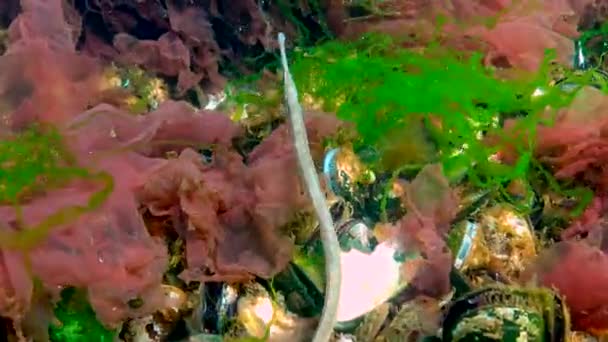 Schwarzes Meer Breitnasenpfeifenfisch Syngnathus Typhle Schwimmt Zwischen Rot Und Grünalgen — Stockvideo