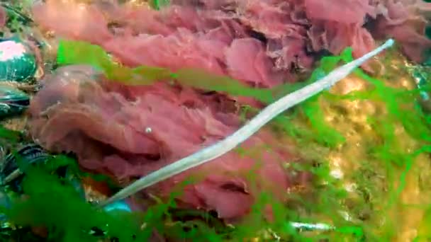 Morze Czarne Pipefish Szerokodzioby Syngnathus Typhle Pływa Wśród Alg Morskich — Wideo stockowe