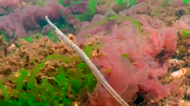 Svarta Havet Bred Pipfisk Syngnathus Typhle Simmar Bland Havsröda Och — Stockvideo
