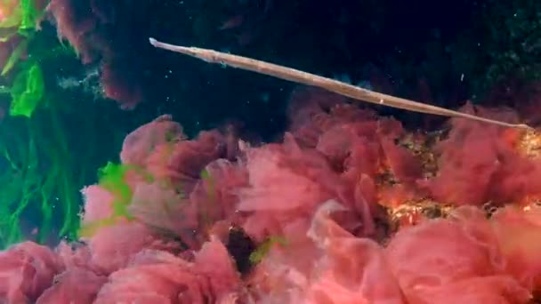 올가미가 Syngnathus Typhle 바다붉은 사이에서 헤엄친다 — 비디오