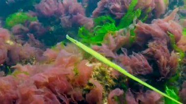 Karadeniz, Geniş burunlu boru balığı (Syngnathus typhle) deniz kırmızı ve yeşil algler arasında yüzer.