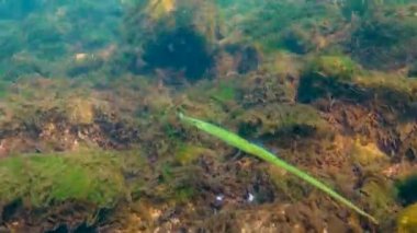 Karadeniz, Geniş burunlu boru balığı (Syngnathus typhle) deniz kırmızı ve yeşil algler arasında yüzer.