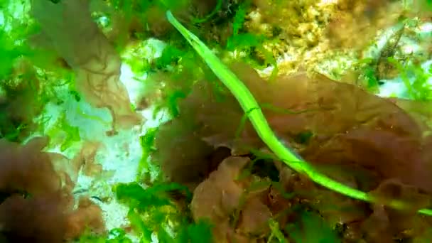 Black Sea Broad Nosed Pipefish Syngnathus Typhle Swims Sea Red — Stock Video