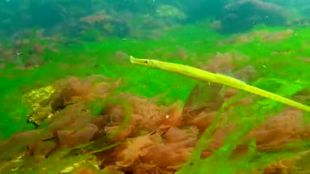 Black Sea Broad Nosed Pipefish Syngnathus Typhle Swims Sea Red — Stock Video