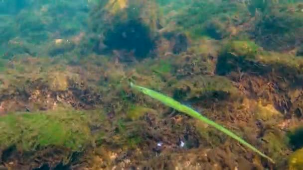 Zwarte Zee Breedneuspijpvis Syngnathus Typhle Zwemt Tussen Zeerode Groene Algen — Stockvideo