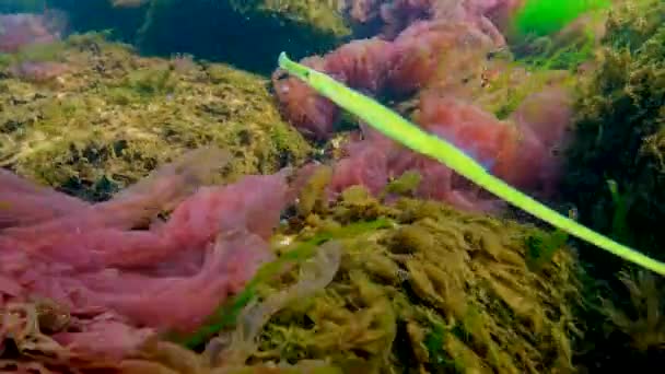 Чорне Море Броносова Риба Syngnathus Typhle Плаває Серед Морських Червоних — стокове відео